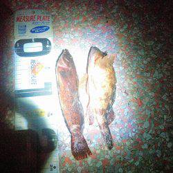 人生初フィッシュげっとん、豆まきして福は内の巻